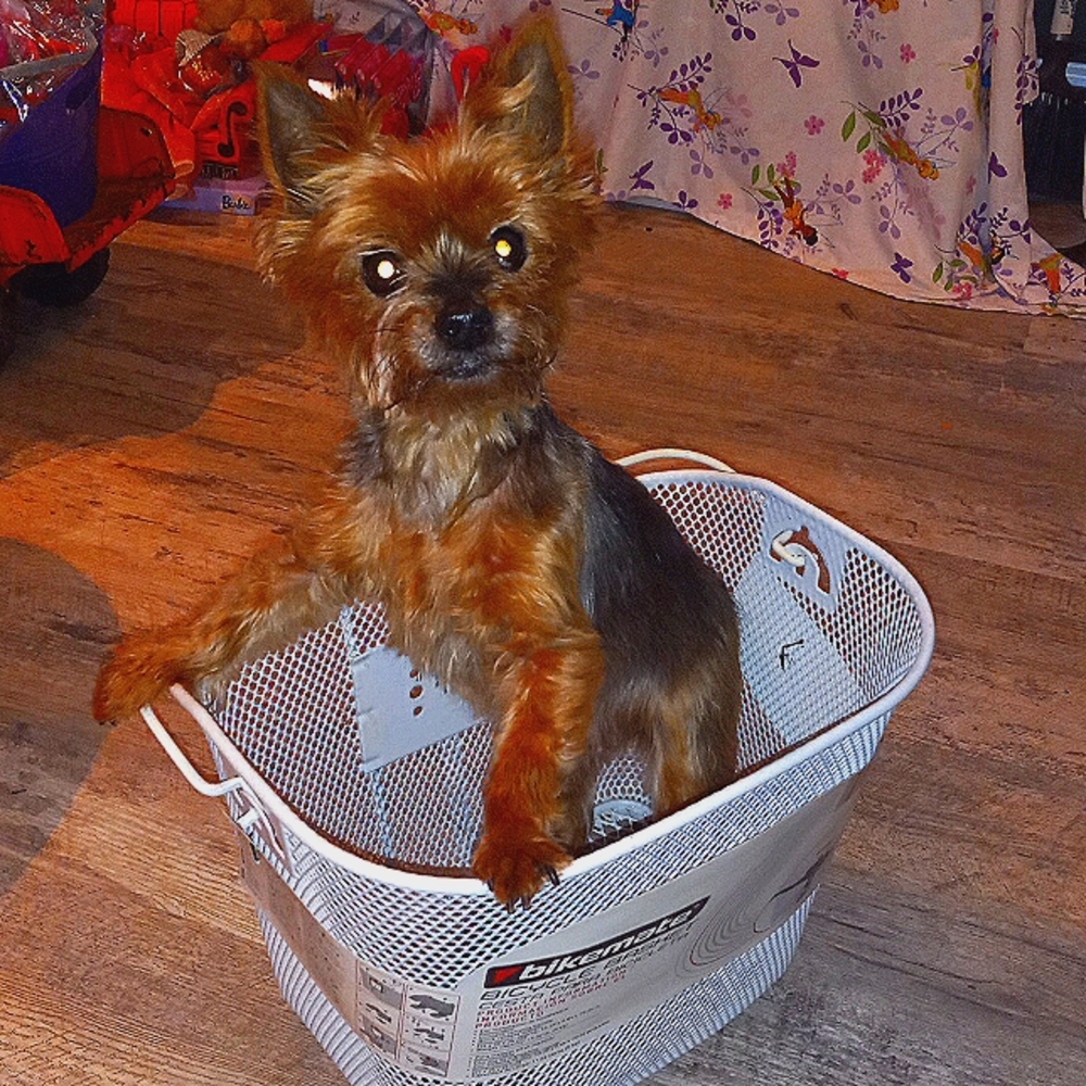 Steel white pet bike basket new